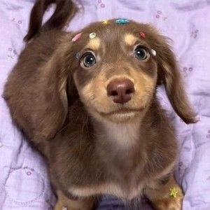 Meet your Posher, Dakota